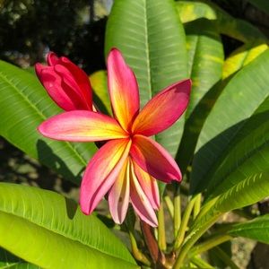 Meet your Posher, Noreen